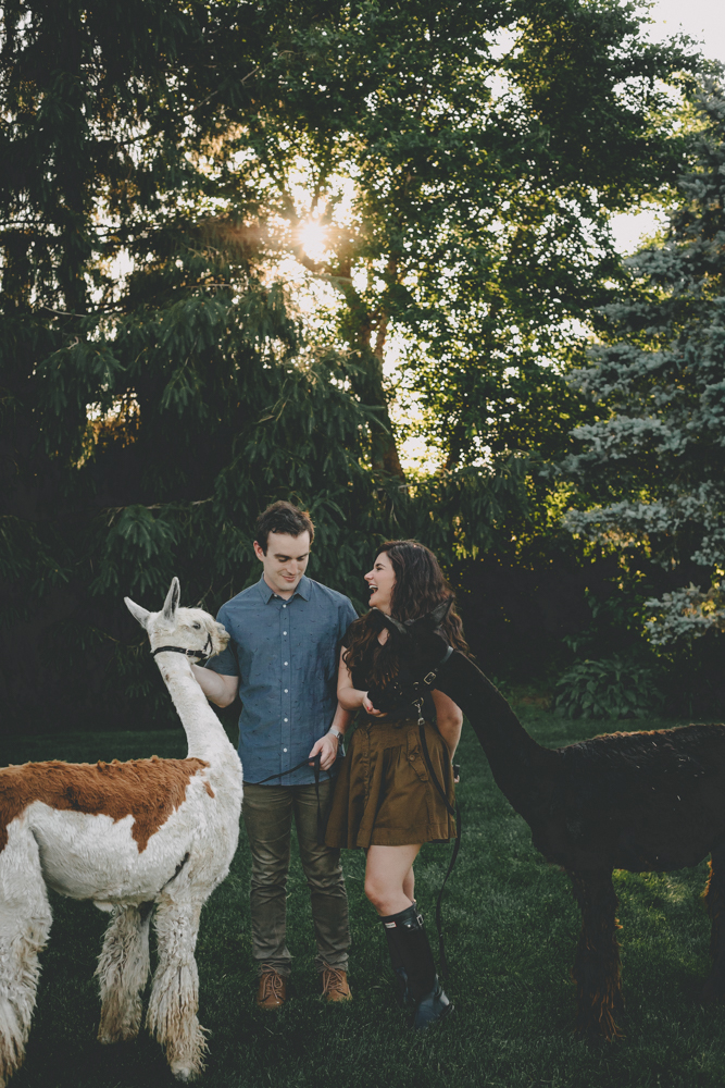 Alpaca filled Rockford IL engagement session at sunset by Sara Anne Johsnon