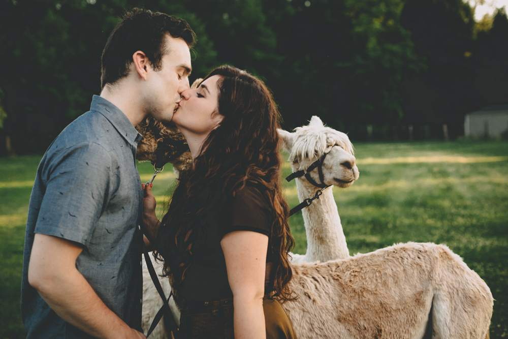 Alpaca filled Rockford IL engagement session at sunset by Sara Anne Johsnon
